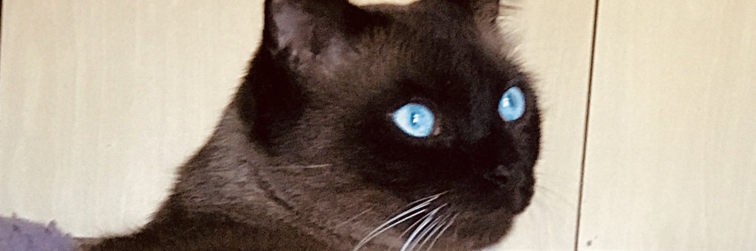 badgalldani's profile banner image