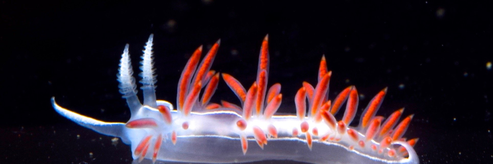 Dr. Drew Harvell banner