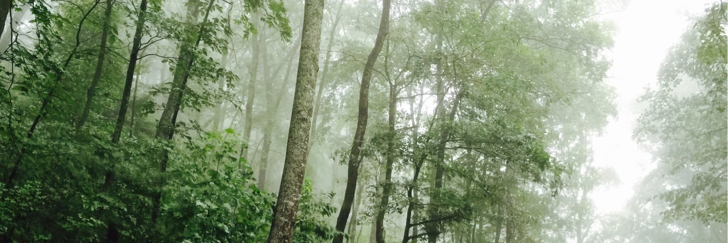 steffjmaynor's profile banner image