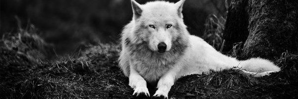 Dallasbranch13 Profile Banner