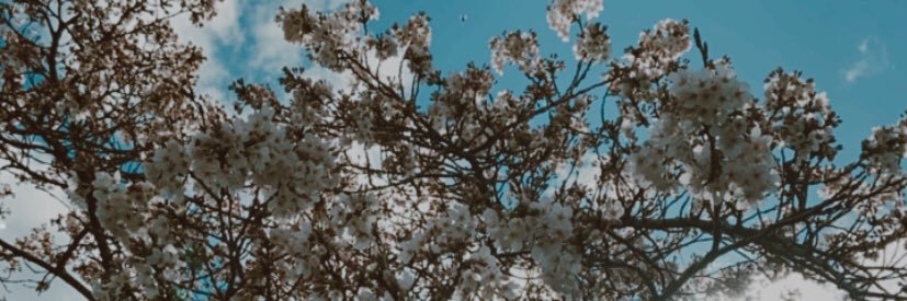delaneyhall8's profile banner image