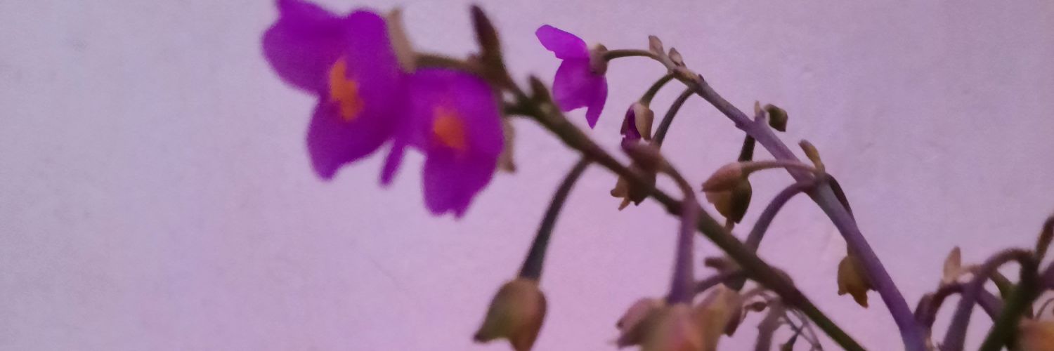 ___ppau's profile banner image