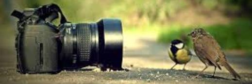 Lillie Rebekah banner