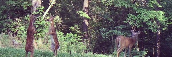 Porkchop1018 Profile Banner