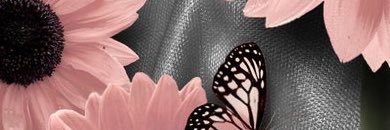 _C0RAL's profile banner image