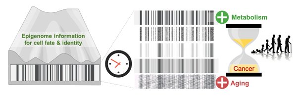 metabostemness Profile Banner