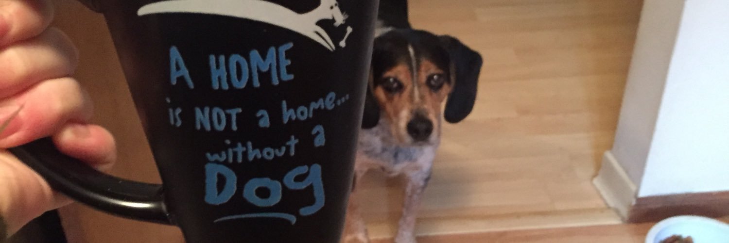 XOcatconte's profile banner image