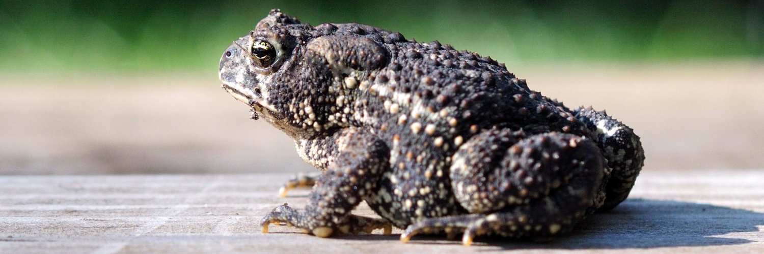 ToadSongs's profile banner image