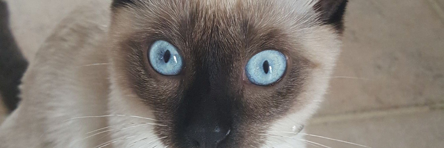 Mokacciino's profile banner image