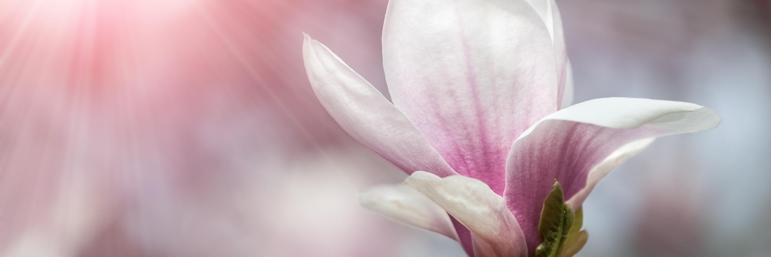 uptimize_life's profile banner image