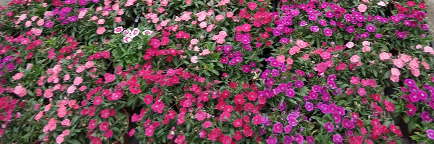 hello_tmp banner