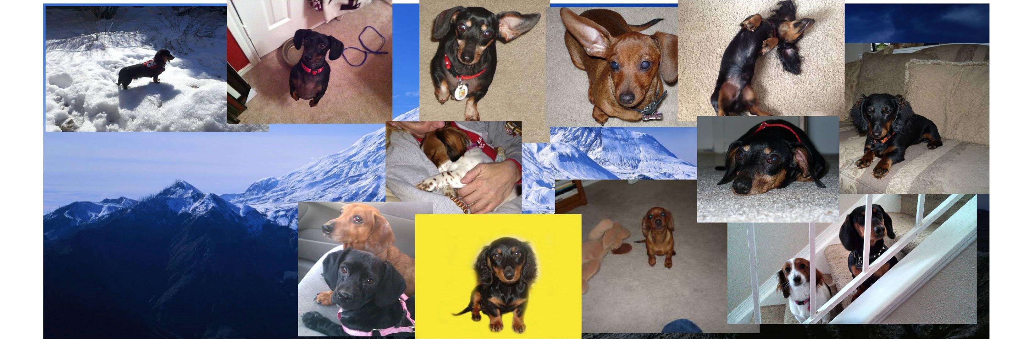 DenverDachshund's profile banner image