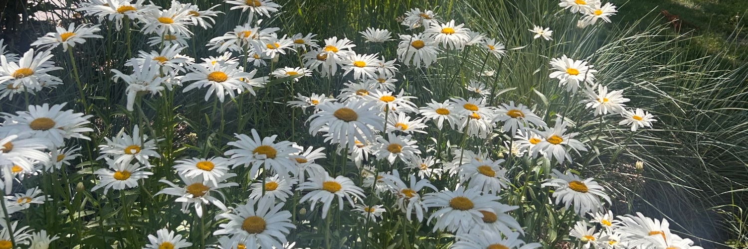 Stephiemaple's profile banner image