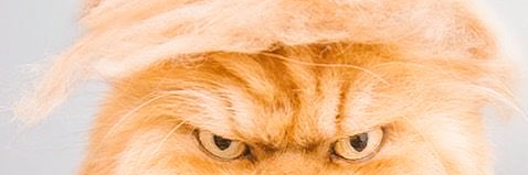 theladycham banner