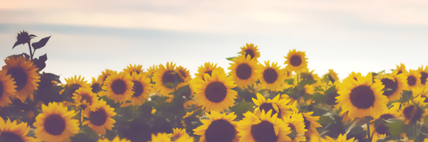 collknier's profile banner image