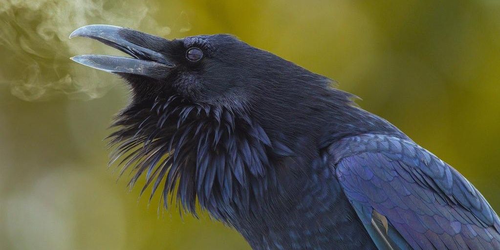 ravenwindsong's profile banner image