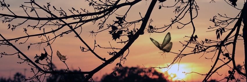 BrendaJwely's profile banner image