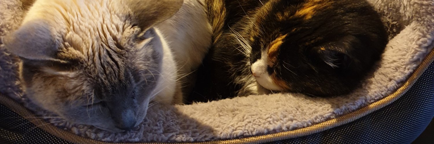 coral pocock 🖤💛❤ 🇸🇩🏳️‍⚧️🏳️‍🌈 banner