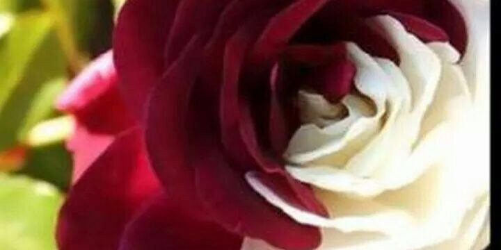 ail80_sh's profile banner image