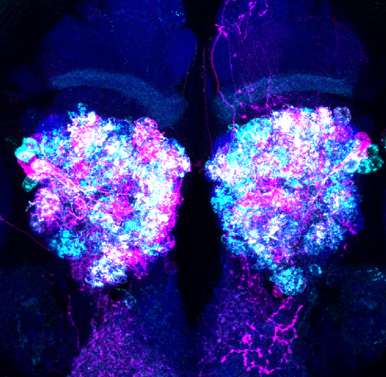 Tyler Ryan Sizemore banner