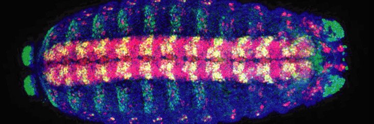 International Society of Developmental Biology banner