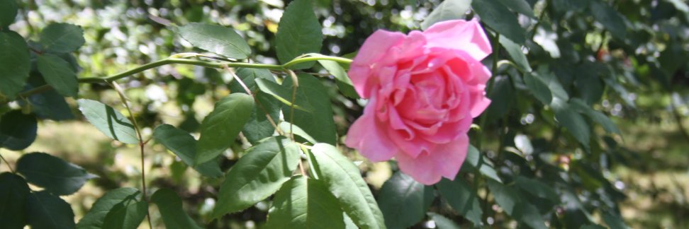 paulatoukonen's profile banner image