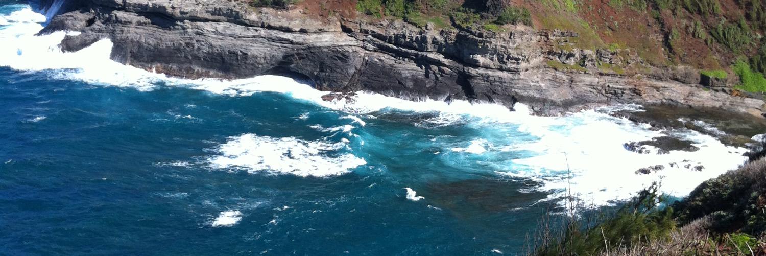 michelle white banner