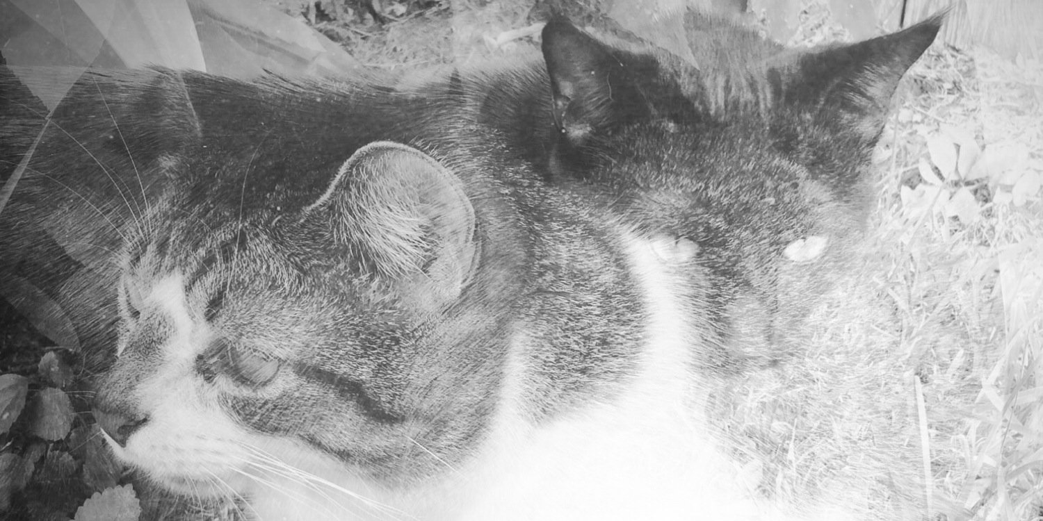 TxTiger72's profile banner image