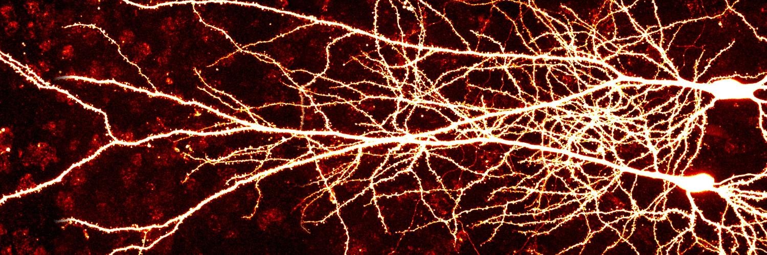 J. Simon Wiegert banner