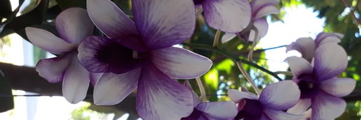 dieutiny206's profile banner image