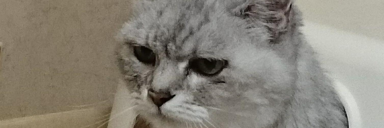 にゃおすけよもたろう banner