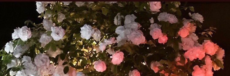 Rosee_4's profile banner image