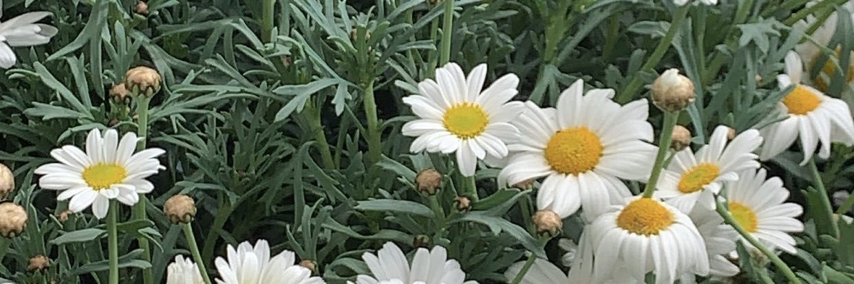 fleurgarside's profile banner image