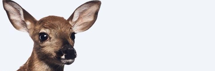 َ banner