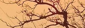 MariaPiaShiva's profile banner image