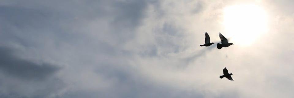 CarryMeHomeDoc's profile banner image