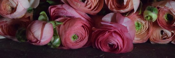 MirandaHackett Profile Banner