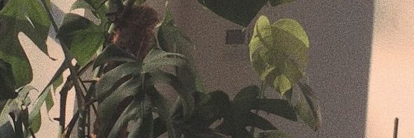 mew_mrr's profile banner image
