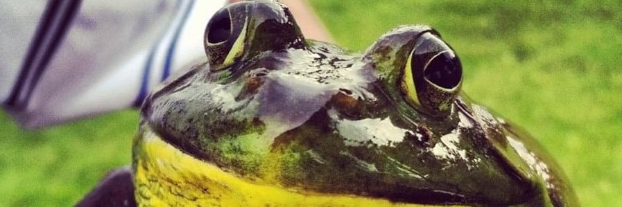 FROGMANbb's profile banner image