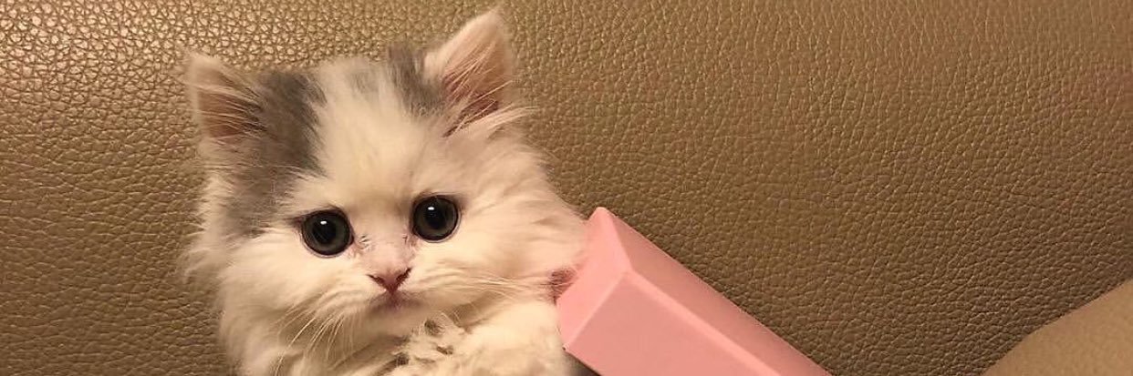 CheesecakeAra's profile banner image
