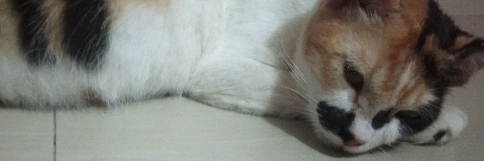 topanwin_75's profile banner image