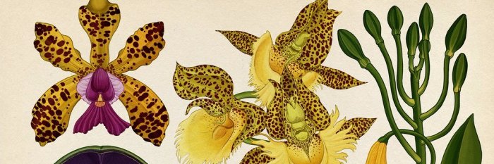 ckkila's profile banner image