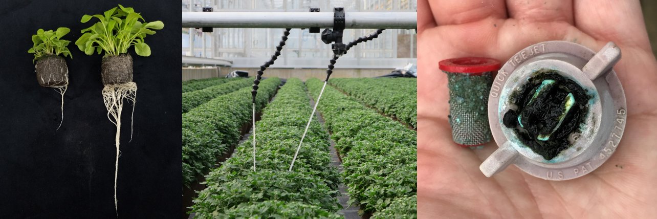UConn Greenhouse Lab banner