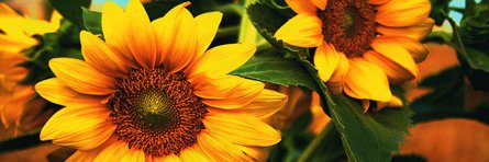 LizMerck's profile banner image
