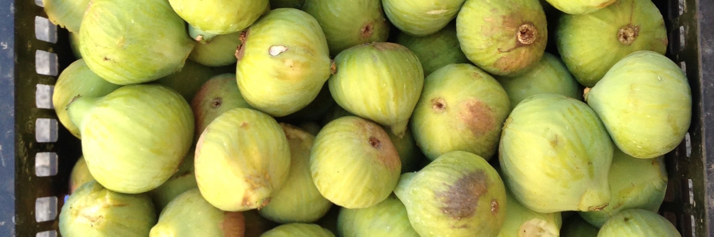 Fernando Casares banner