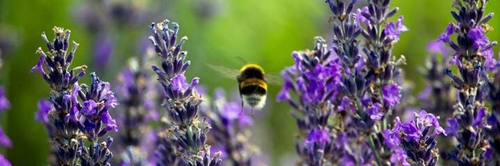 lavenderandco's profile banner image