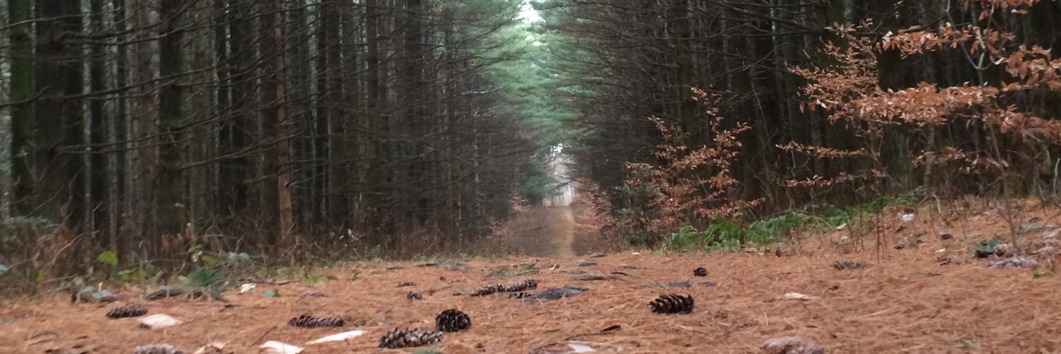 614TrailRunner's profile banner image