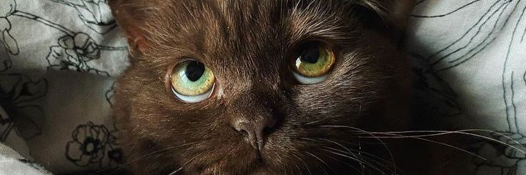 senahahahah's profile banner image
