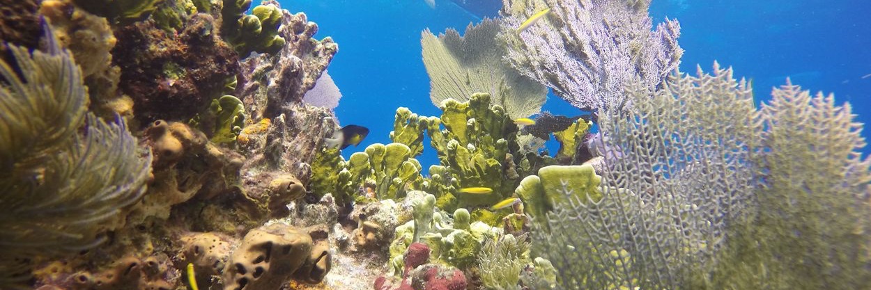 NatureConservancyFL banner