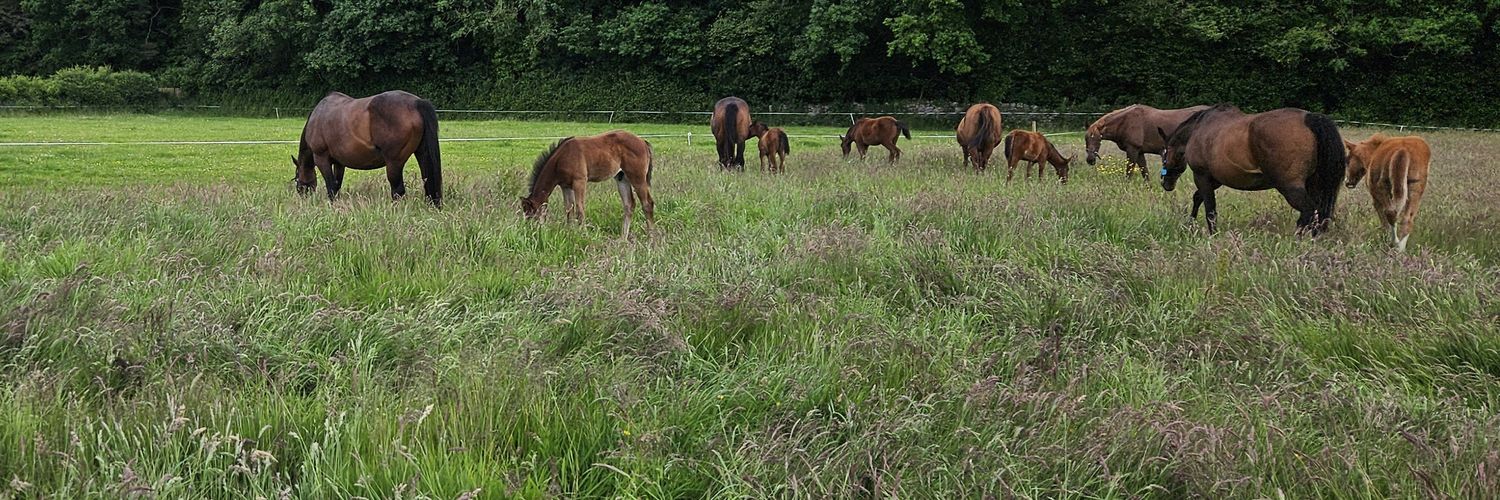 abbeystudfarm's profile banner image